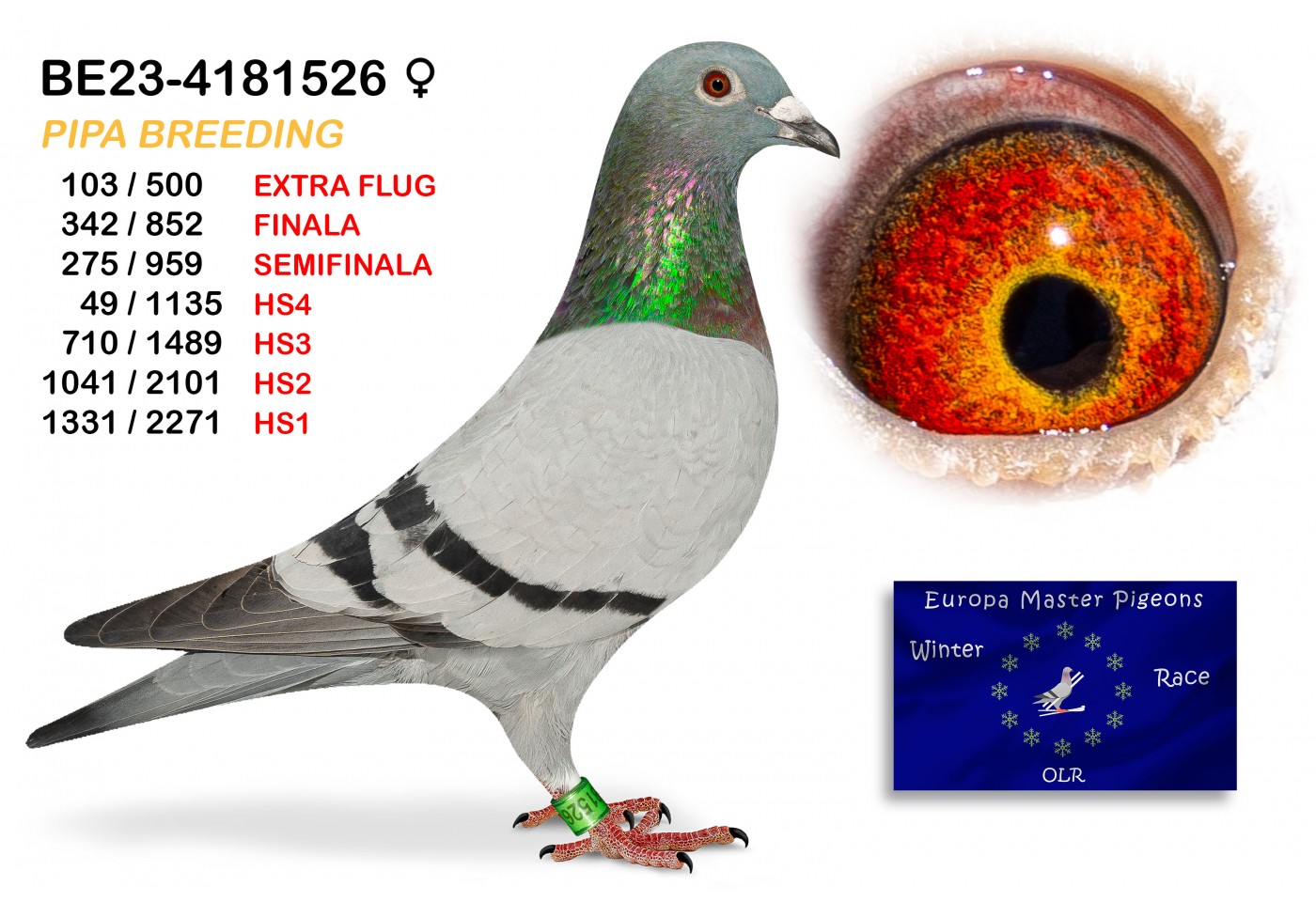(♀️) 342th place - BE-23-4181526 PIPA BREEDING