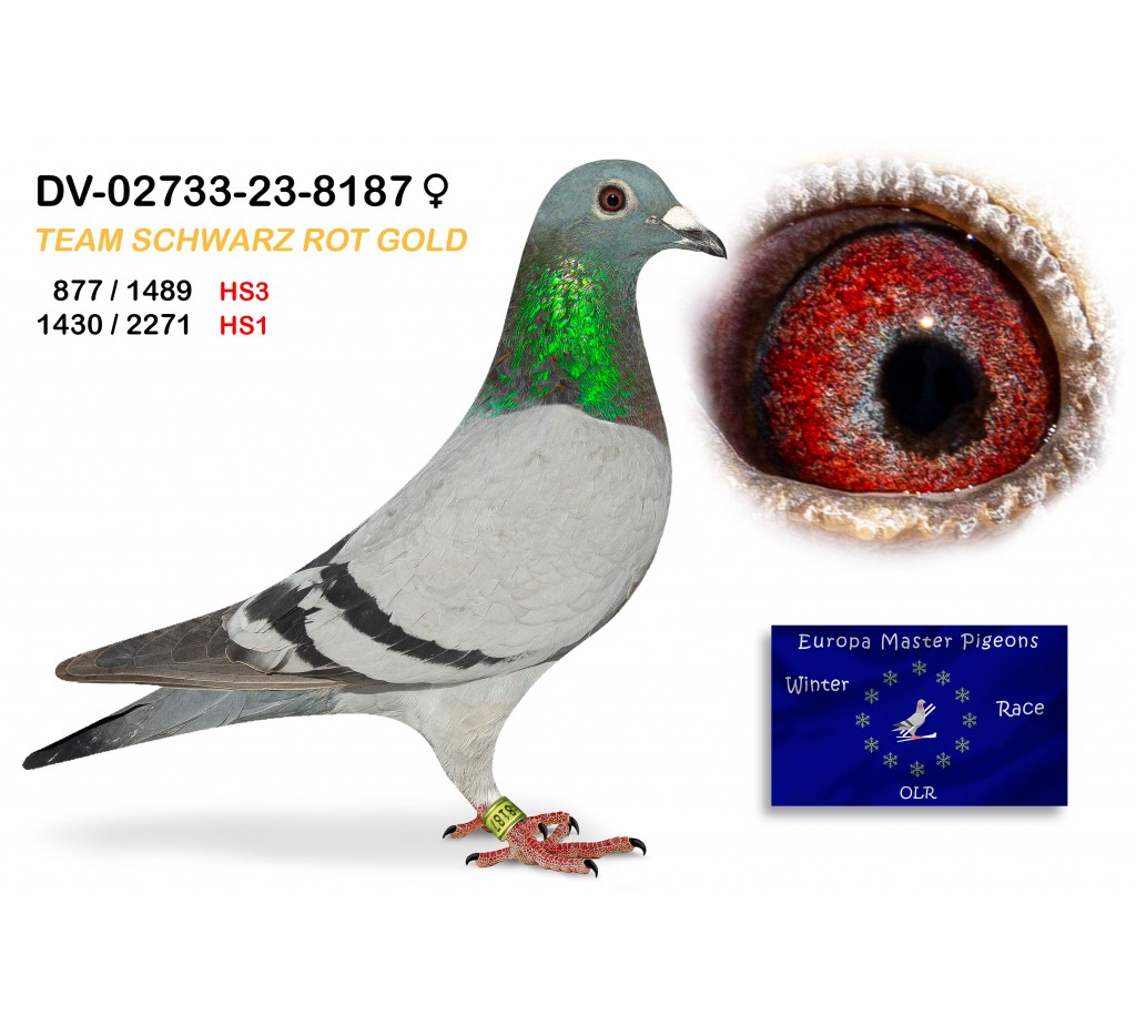 (♀️) 877th place (HS3) - DV-02733-23-8187 SCHWARTZ ROT GOLD