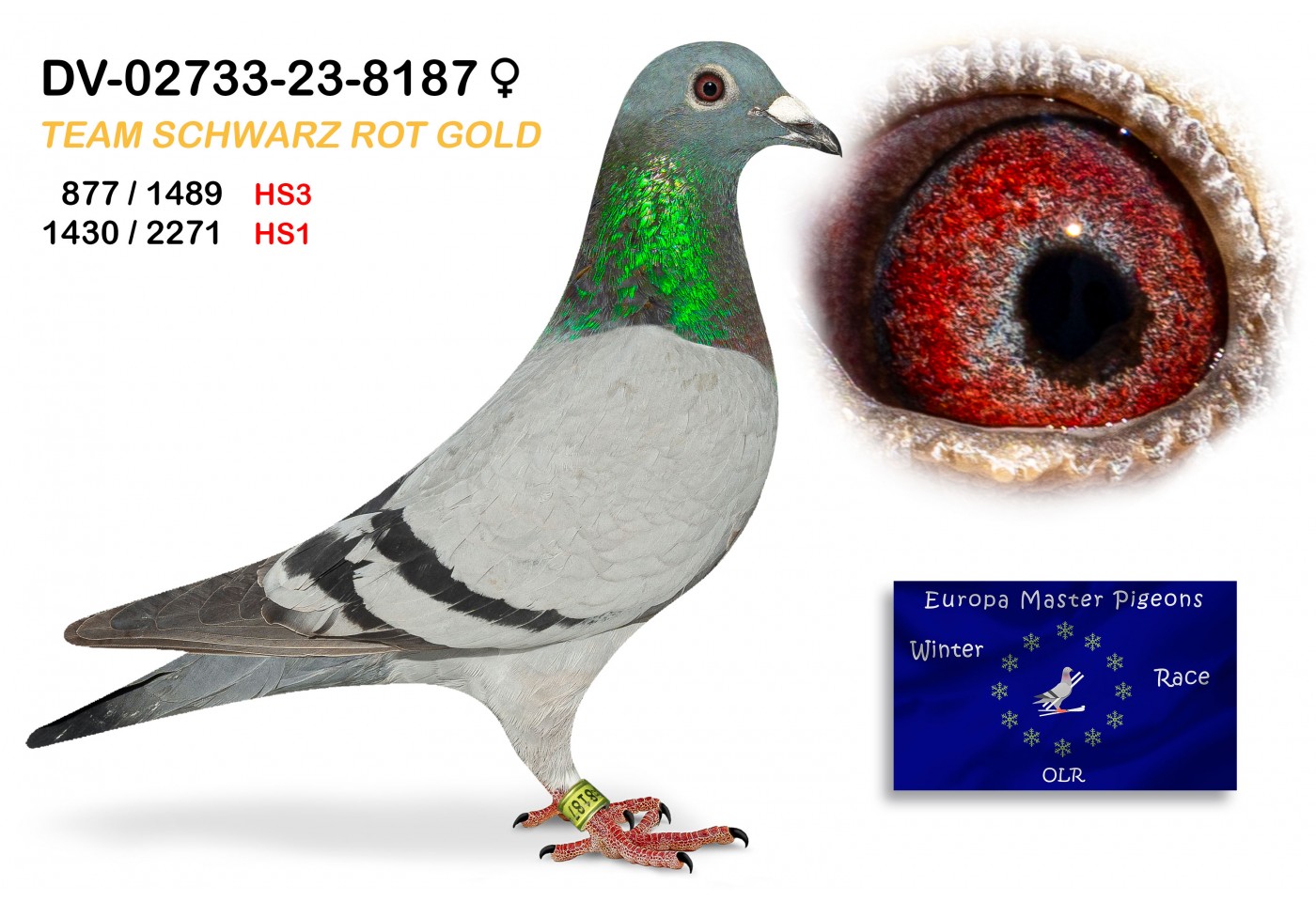(♀️) 877th place (HS3) - DV-02733-23-8187 SCHWARTZ ROT GOLD