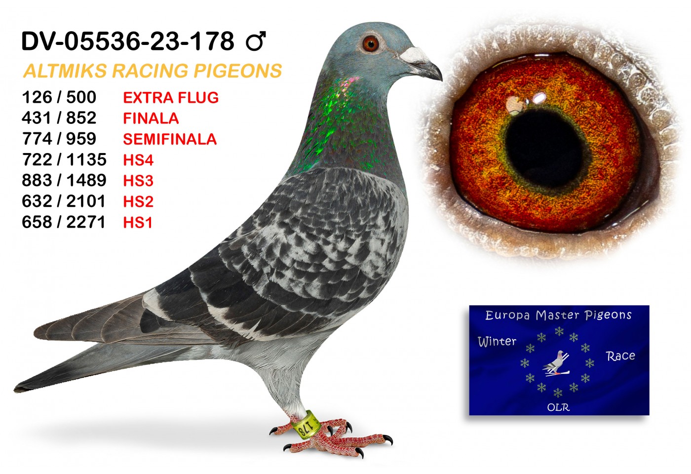 (♂️) 431th place - DV-05536-23-178 ALTMIKS RACING PIGEONS