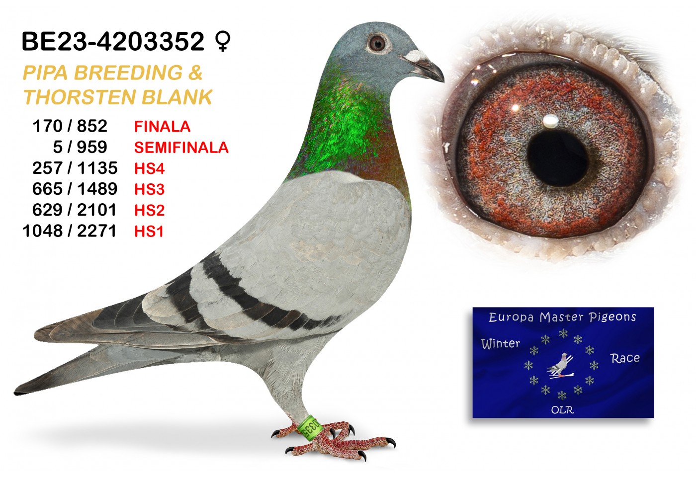 (♀️) 170th place - BE-23-4203352 - PIPA BREEDING & THORSTEN BLANK