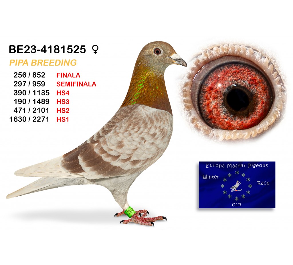 (♀️) 256th place - BE-23-4181525 - PIPA BREEDING