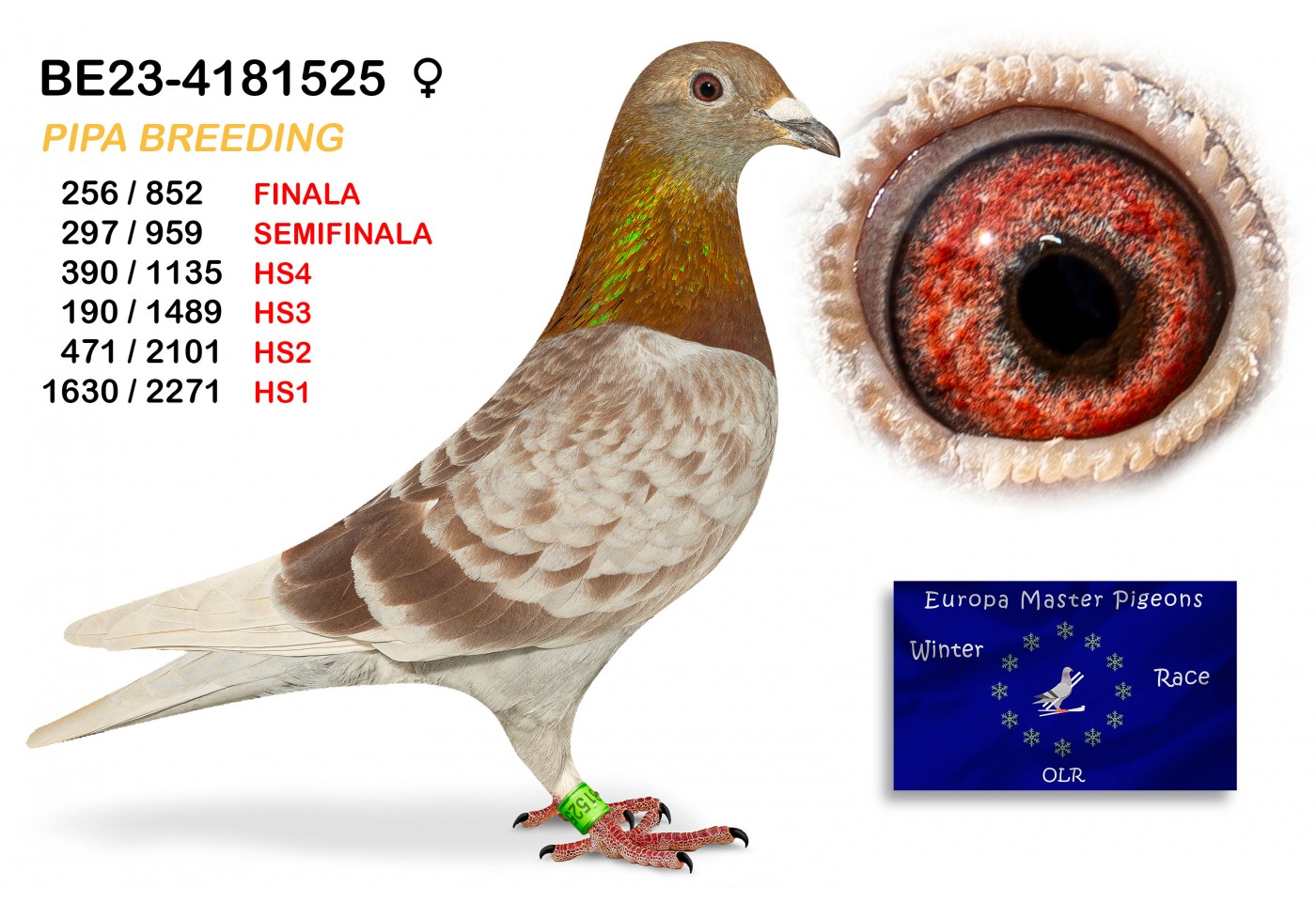 (♀️) 256th place - BE-23-4181525 - PIPA BREEDING