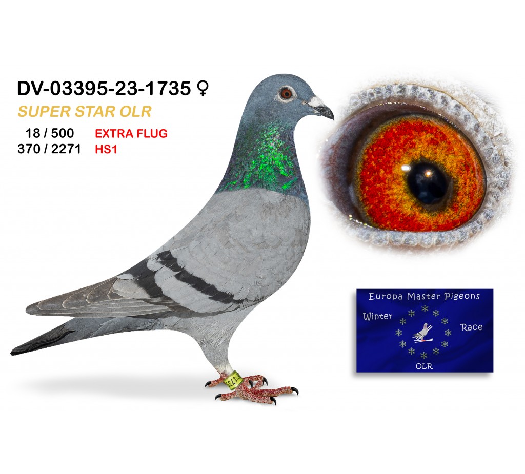 (♀️) 18th place EXTRA FLUG - DV-03395-23-1735 SUPER STAR OLR