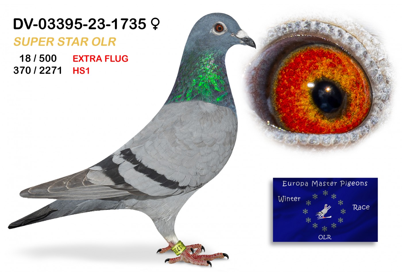 (♀️) 18th place EXTRA FLUG - DV-03395-23-1735 SUPER STAR OLR