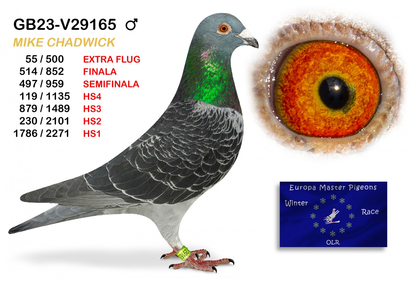 (♂️) 55th place EXTRA FLUG - GB-23-V29165 - MIKE CHADWICK
