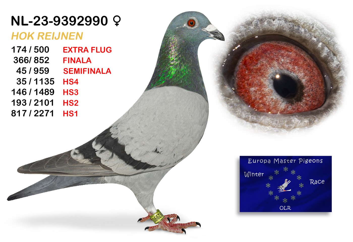 (♀️) 366th place - NL-23-9392990 - HOK REIJNEN