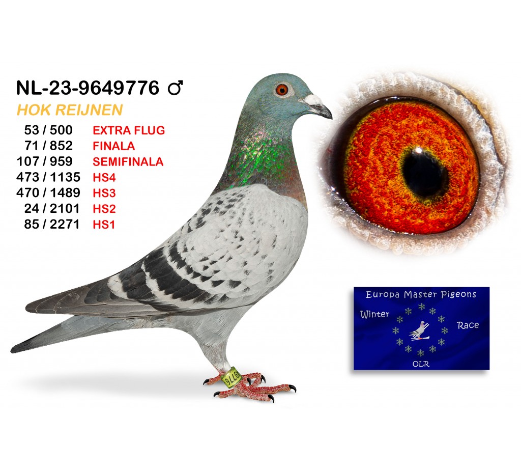 (♂️) 71th place - NL-23-9649776 - HOK REIJNEN