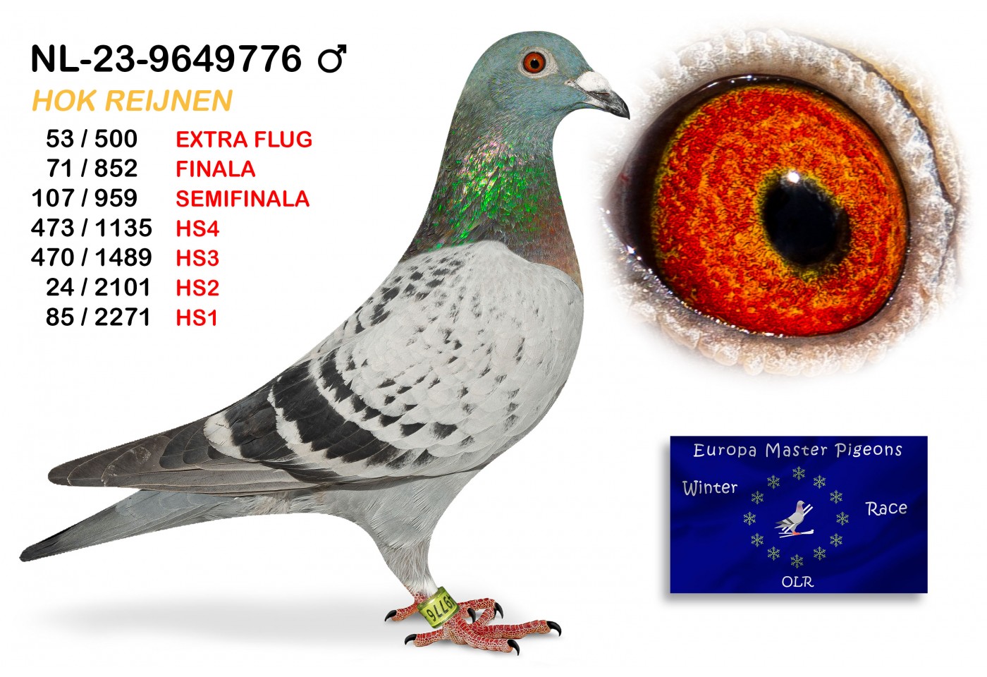 (♂️) 71th place - NL-23-9649776 - HOK REIJNEN