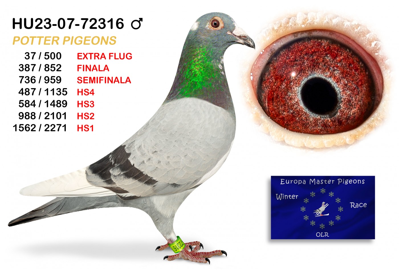 (♂️) 37th place EXTRA FLUG - HU-23-07-72316 - POTTER PIGEONS