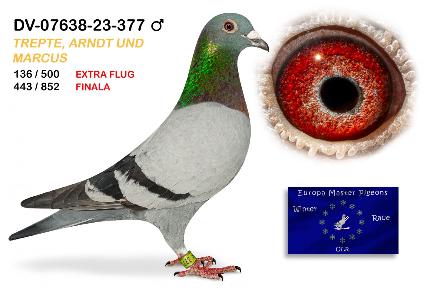 (♂️) 136th place EXTRA FLUG - DV-07638-23-377 - TREPTE - ARNDT UND MARCUS