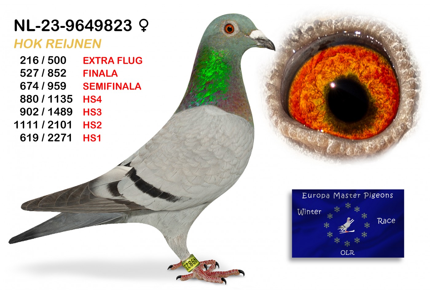 (♀️) 216th place EXTRA FLUG - NL-23-9649823 - HOK-REIJNEN