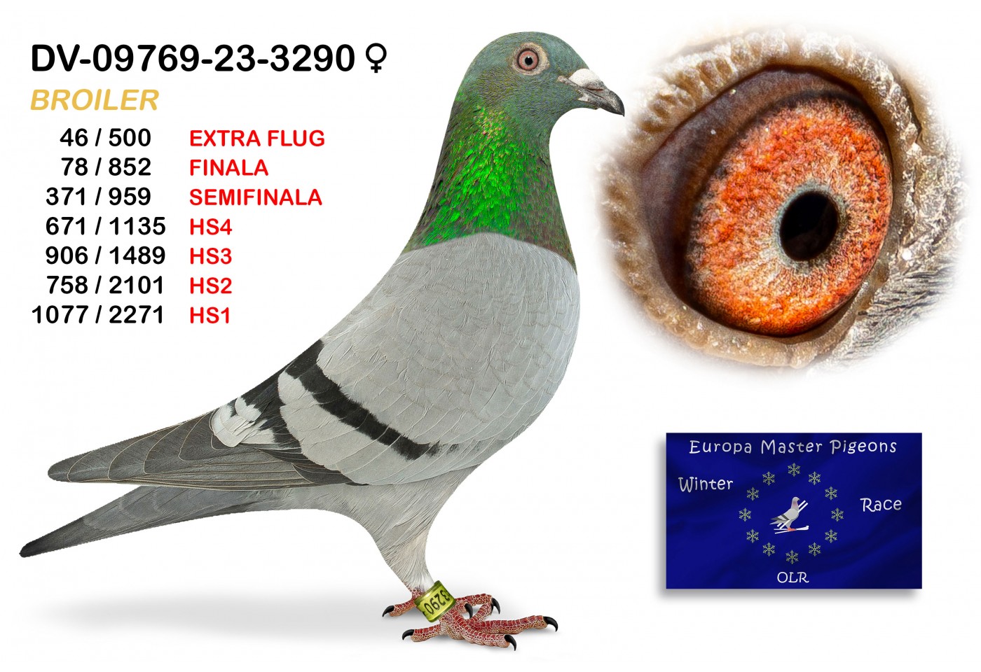 (♀️) 46th place EXTRA FLUG - DV-09769-23-3290 - BROILER TEAM