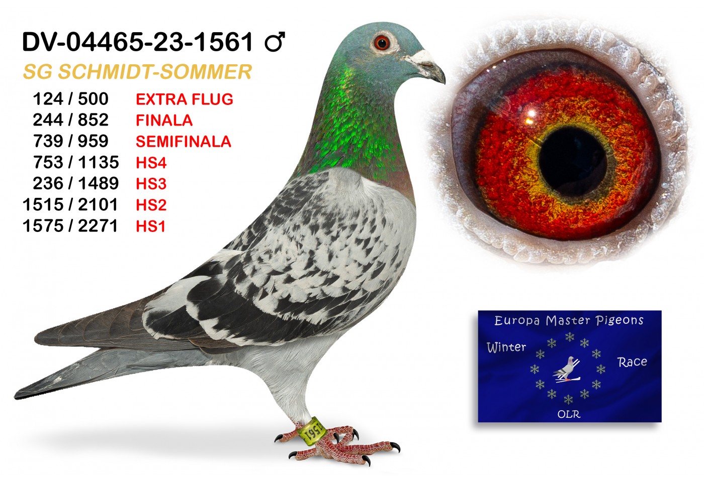 (♂️) 124th place EXTRA FLUG - DV-04465-23-1561 - SG SCHMIDT-SOMMER