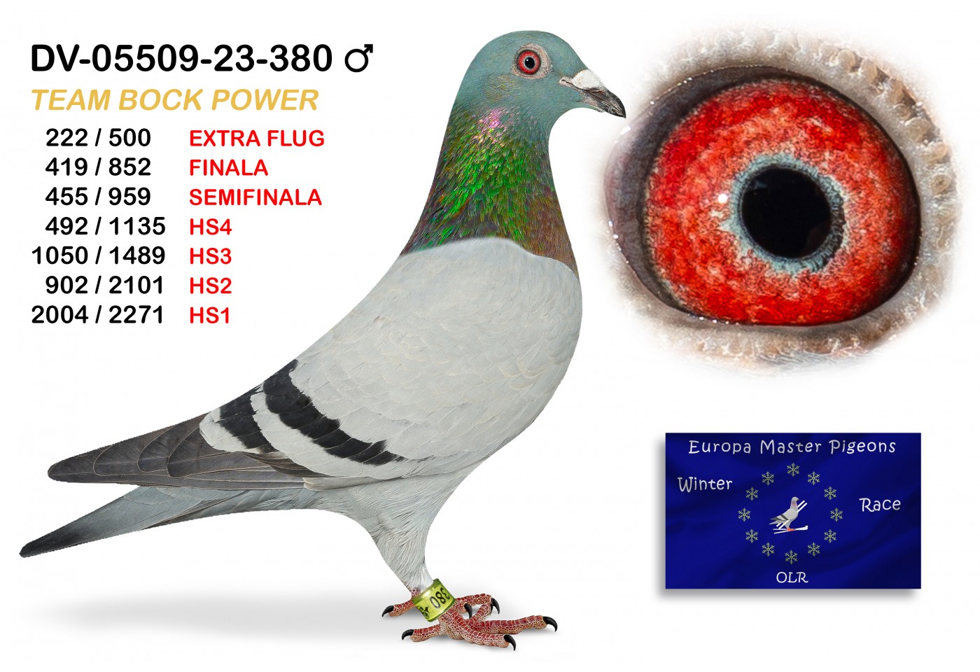(♂️) 222th place EXTRA FLUG - DV-05509-23-380 TEAM BOCK POWER