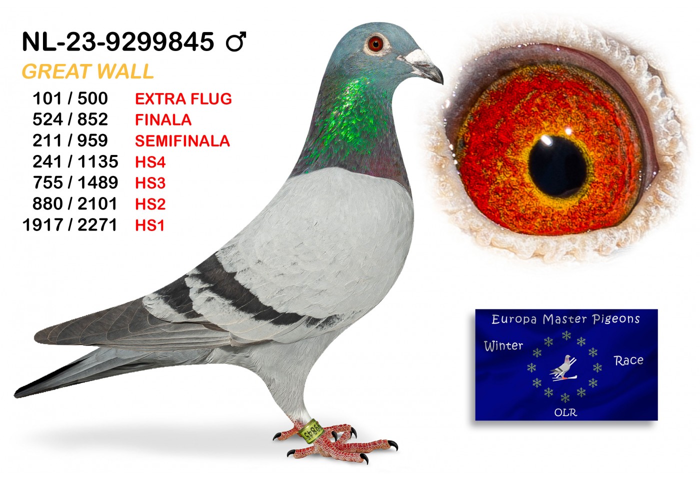 (♂️) 101th place EXTRA FLUG - NL-23-9299845 - GREAT WALL