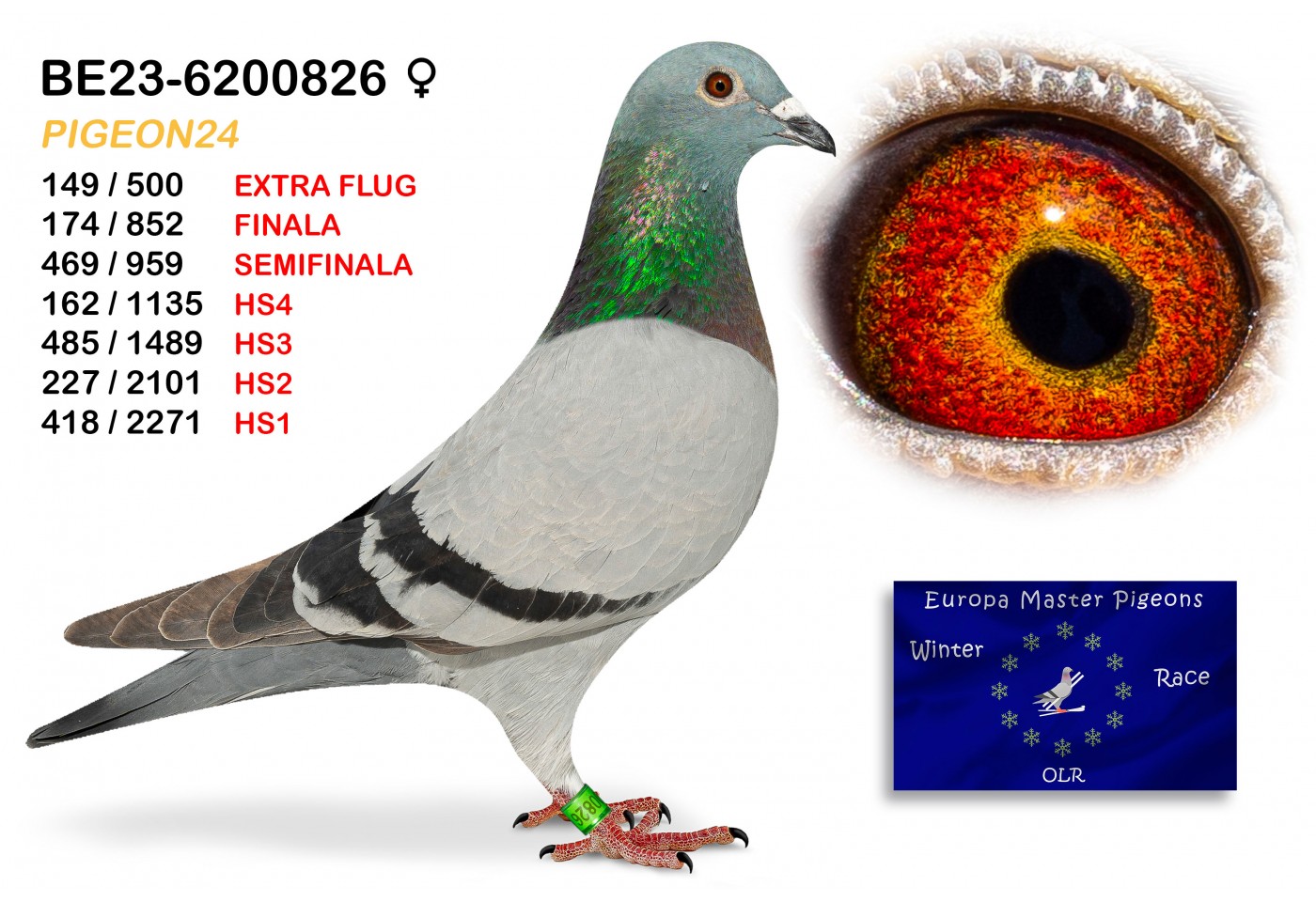 (♀️) 149th place EXTRA FLUG - BE-23-6200826 - PIGEON24