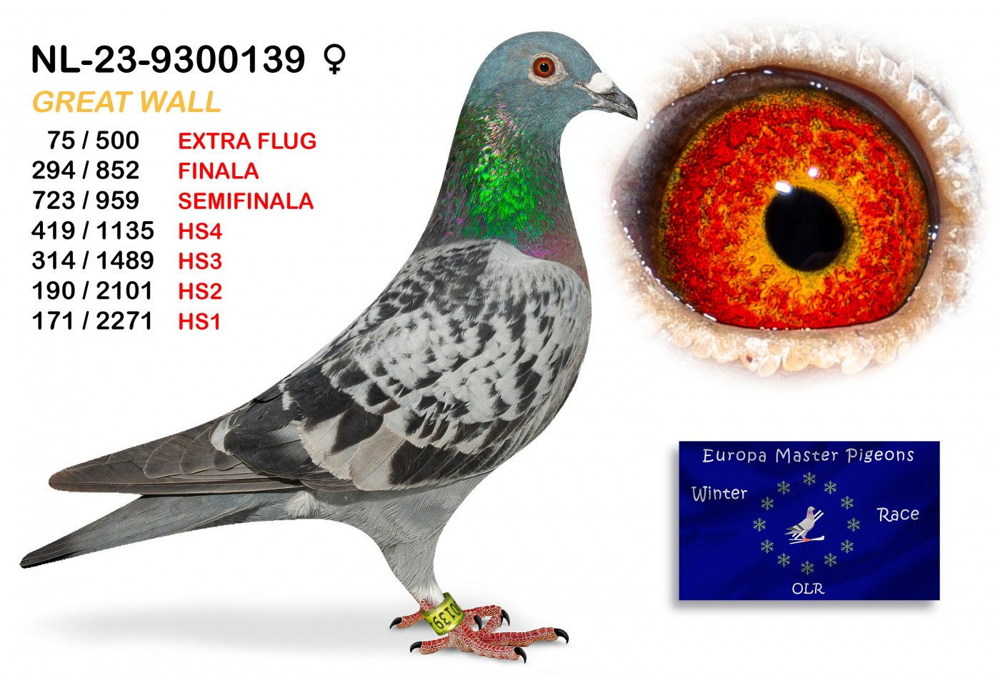(♀️) 75th place EXTRA FLUG - NL-23-9300139 - GREAT WALL