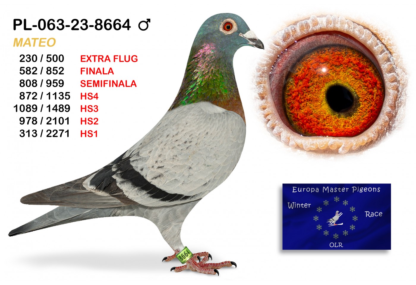 (♂️) 230th place EXTRA FLUG - PL-063-23-8664 MATEO
