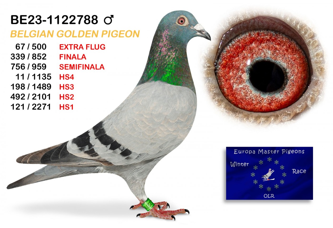 (♂️) 11th place HS4 - BE23-1122788 - BELGIAN GOLDEN PIGEON