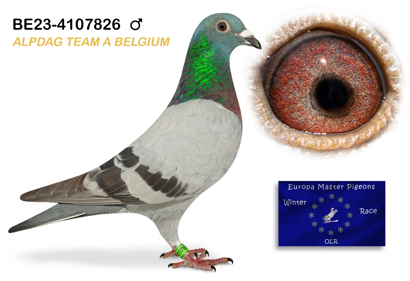 (♂️) BE-23-4107826 - ALPDAG TEAM BELGIUM