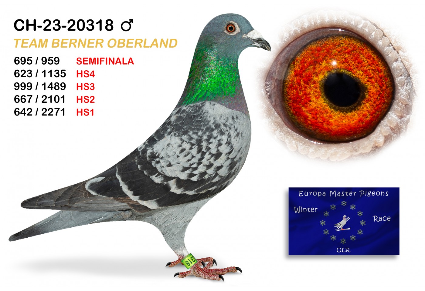(♂️) CH-23-20318 - BERNER OBERLAND