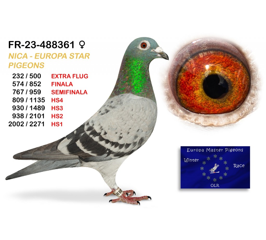 (♀️) 232th place EXTRA FLUG - FR-23-488361 - NICA EUROPA STAR PIGEONS