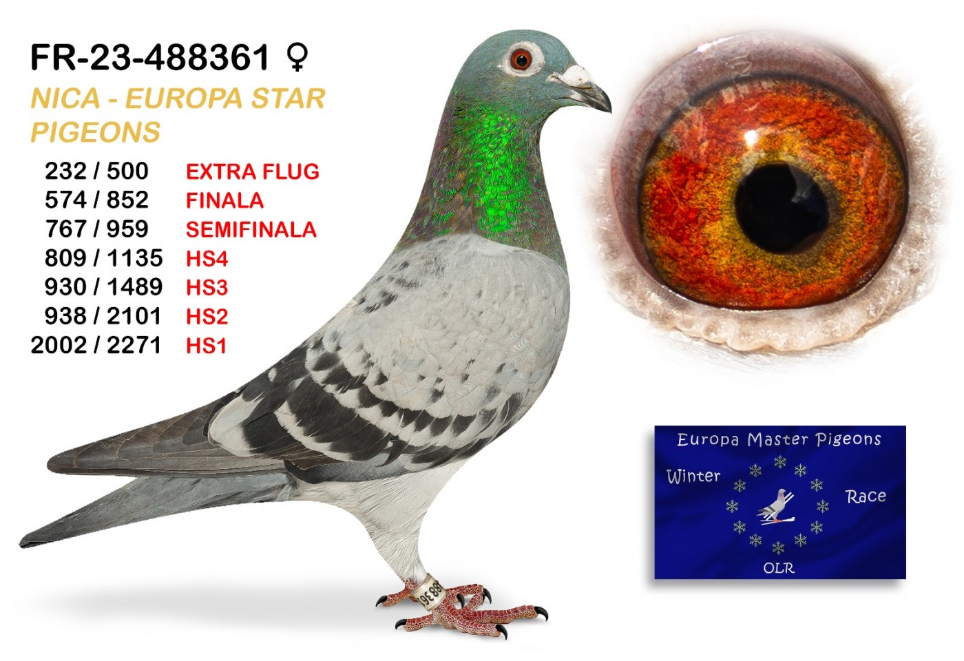 (♀️) 232th place EXTRA FLUG - FR-23-488361 - NICA EUROPA STAR PIGEONS