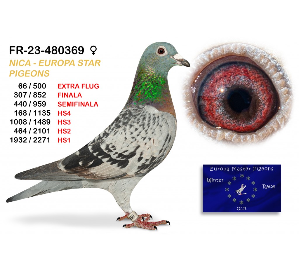 FR-23-480369 - NICA EUROPA