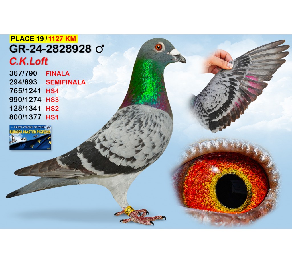 (♂️)  19th place - GR-24-2828928 - C.K. LOFT 