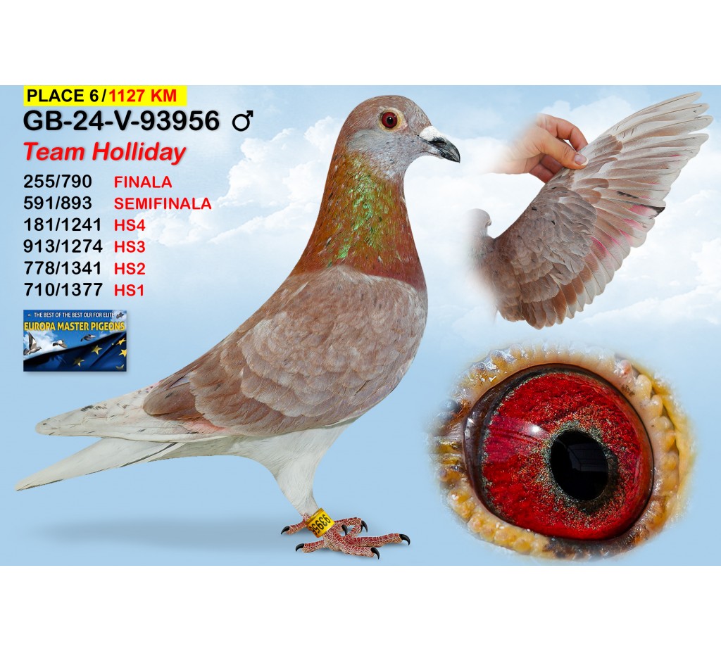 (♂️)  6th place - GB-24-V-93956 - TEAM HOLLIDAY