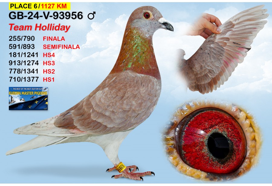 (♂️)  6th place - GB-24-V-93956 - TEAM HOLLIDAY