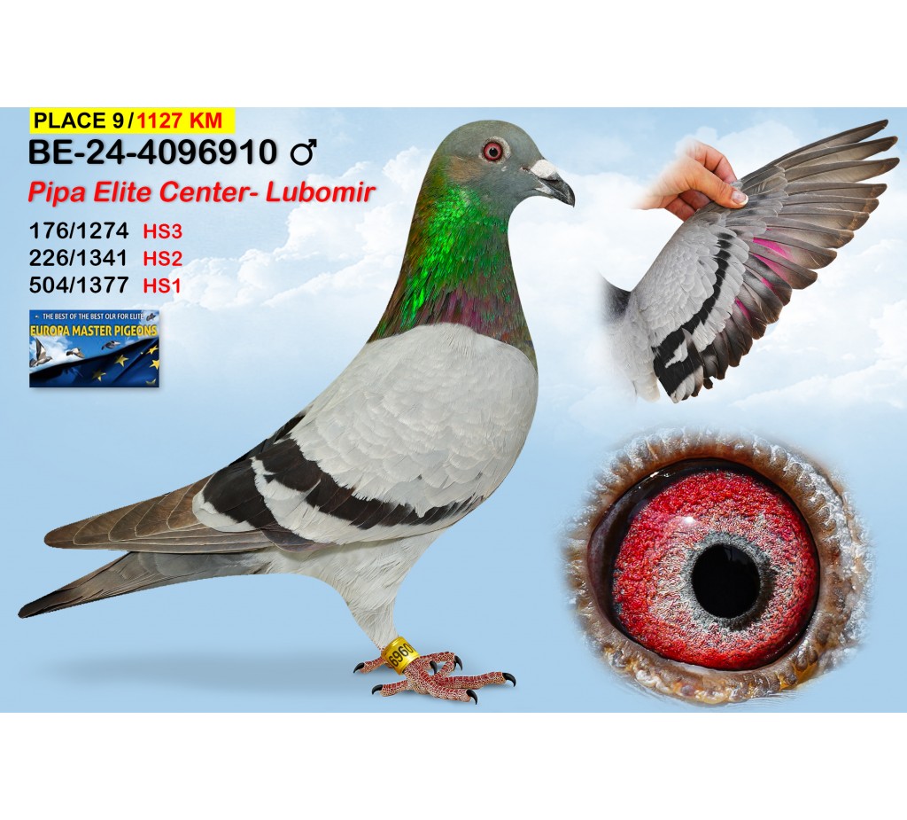 (♂️)  9th place - BE-24-4096910 - PIPA ELITE CENTER - LUBOMIR