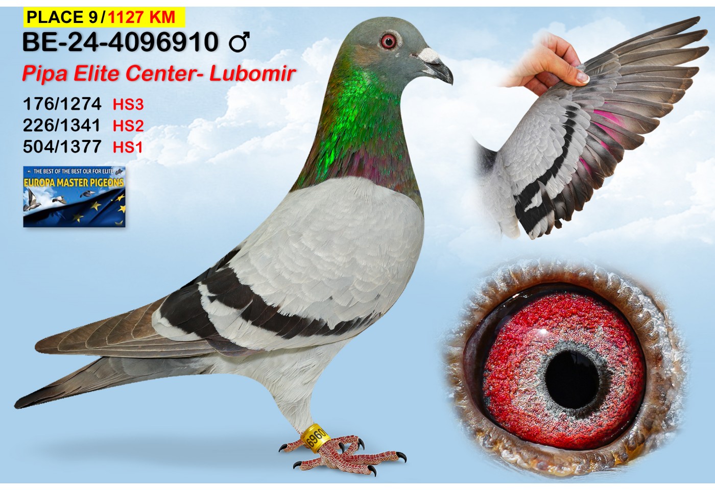 (♂️)  9th place - BE-24-4096910 - PIPA ELITE CENTER - LUBOMIR