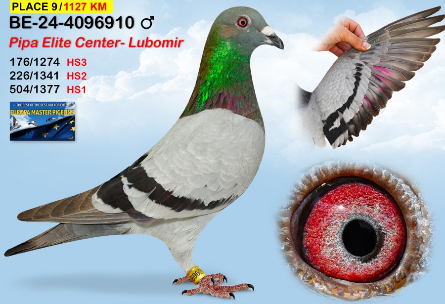 (♂️)  9th place - BE-24-4096910 - PIPA ELITE CENTER - LUBOMIR