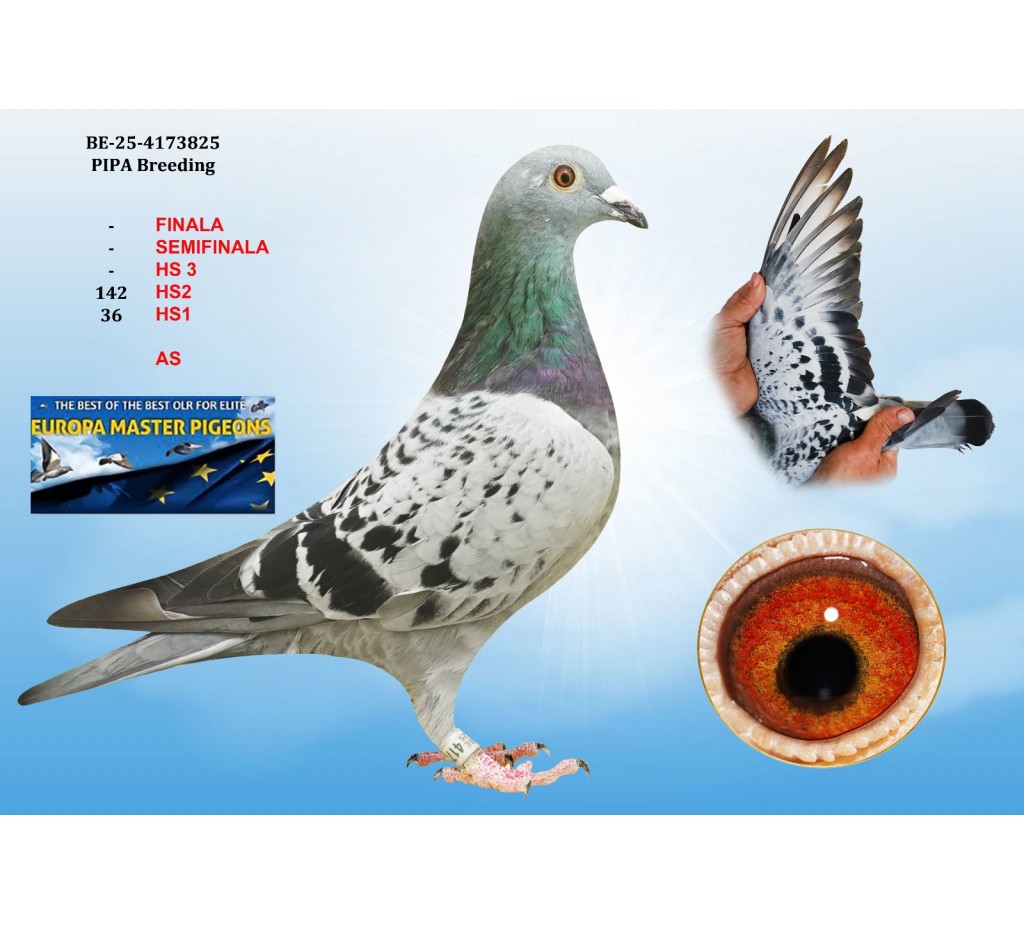 146th place HS2 - BE-25-4173825 - PIPA BREEDING