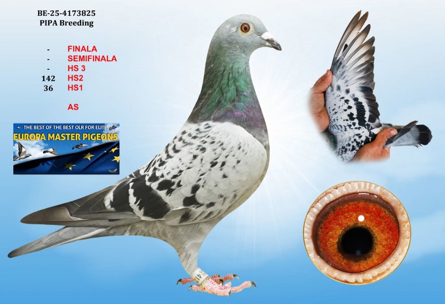 146th place HS2 - BE-25-4173825 - PIPA BREEDING