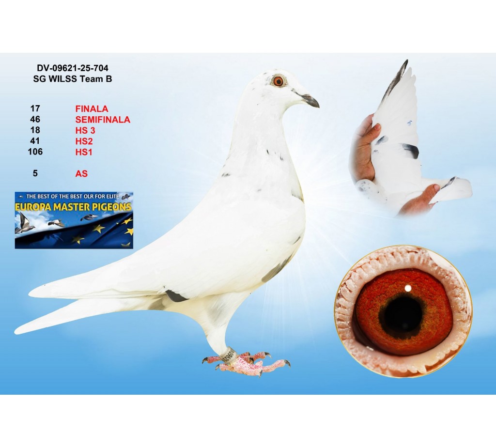 17th place - DV-09621-25-710 - SG WILSS