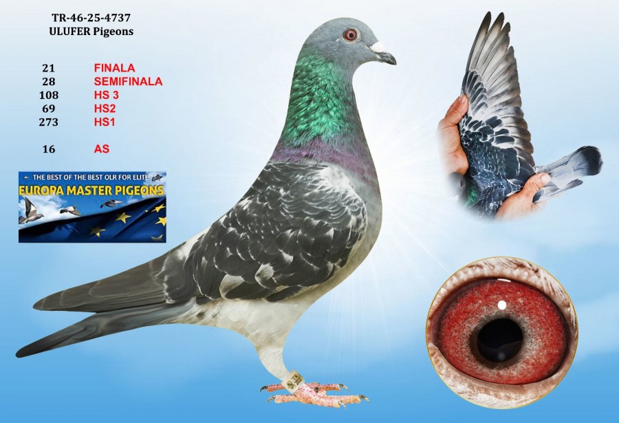 21th place - TR-46-25-4737 - ULUFER PIGEONS