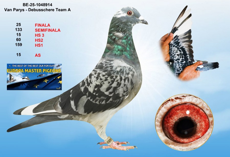 25th place - BE-25-1048914 - VAN PARYS - DEBUSSCHERE