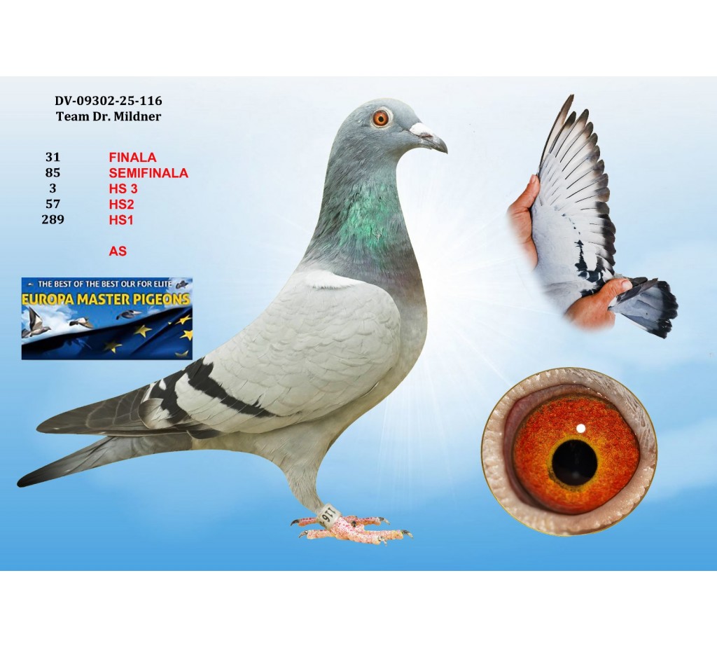 31th place - DV-09302-25-116 - TEAM DR. MILDNER