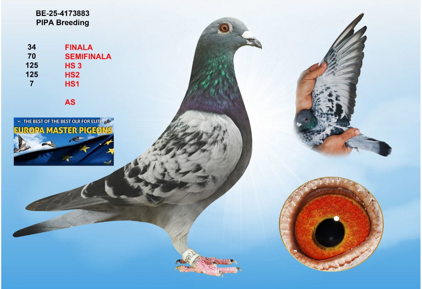 34th place - BE-25-4173883 - PIPA BREEDING