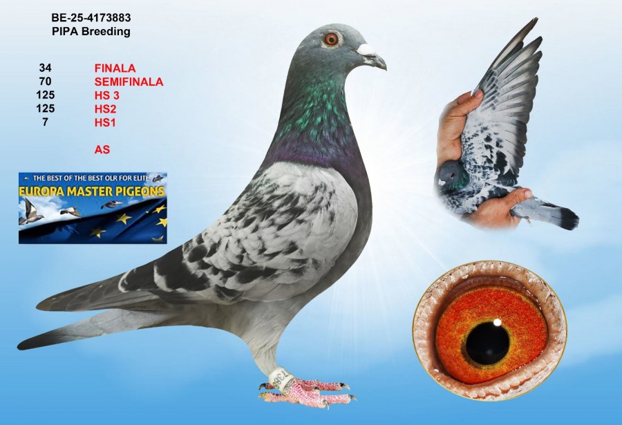 34th place - BE-25-4173883 - PIPA BREEDING
