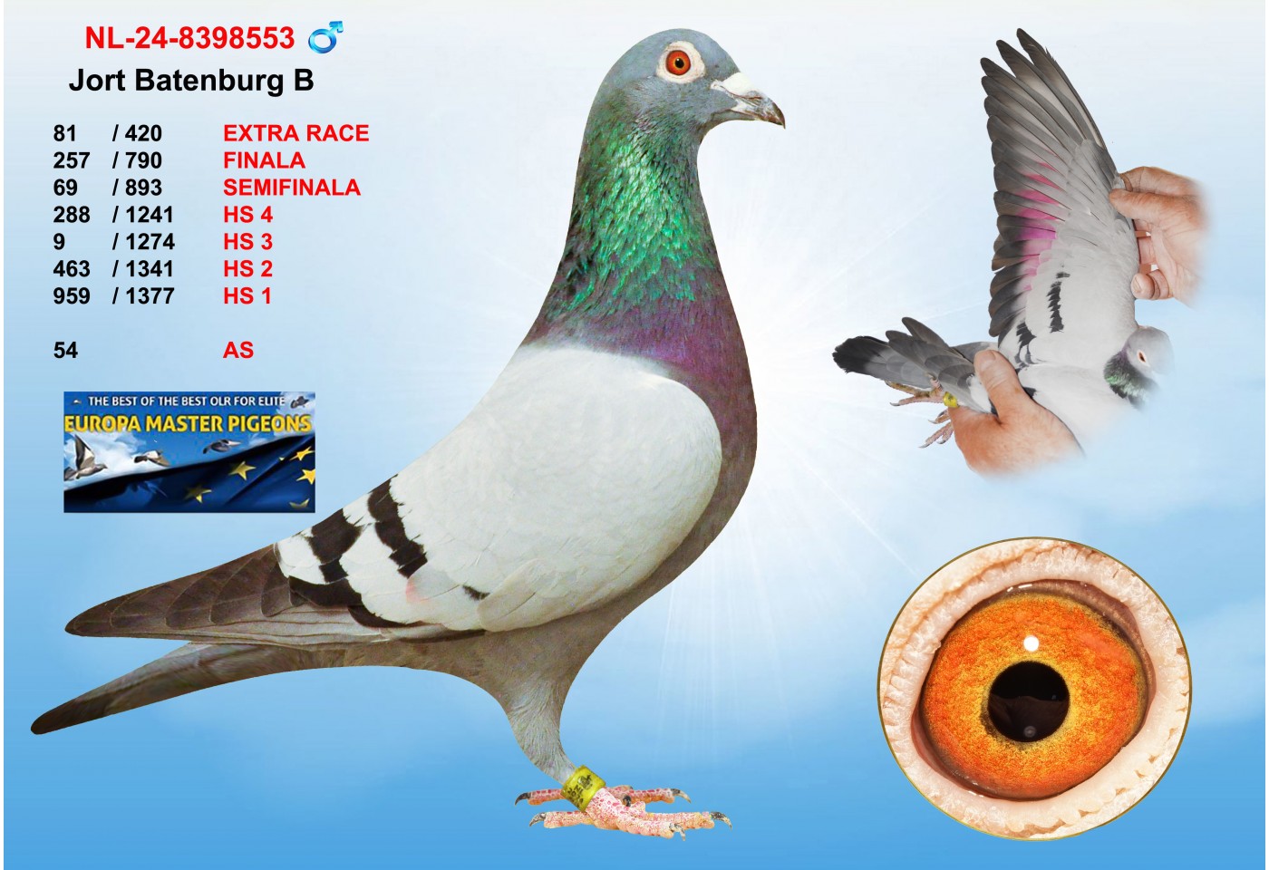 (♂️)  81th place - NL-24-8398553 - JORT BATENBURG