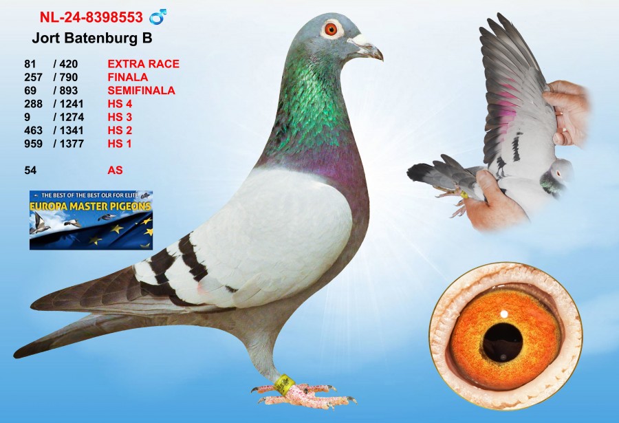 (♂️)  81th place - NL-24-8398553 - JORT BATENBURG