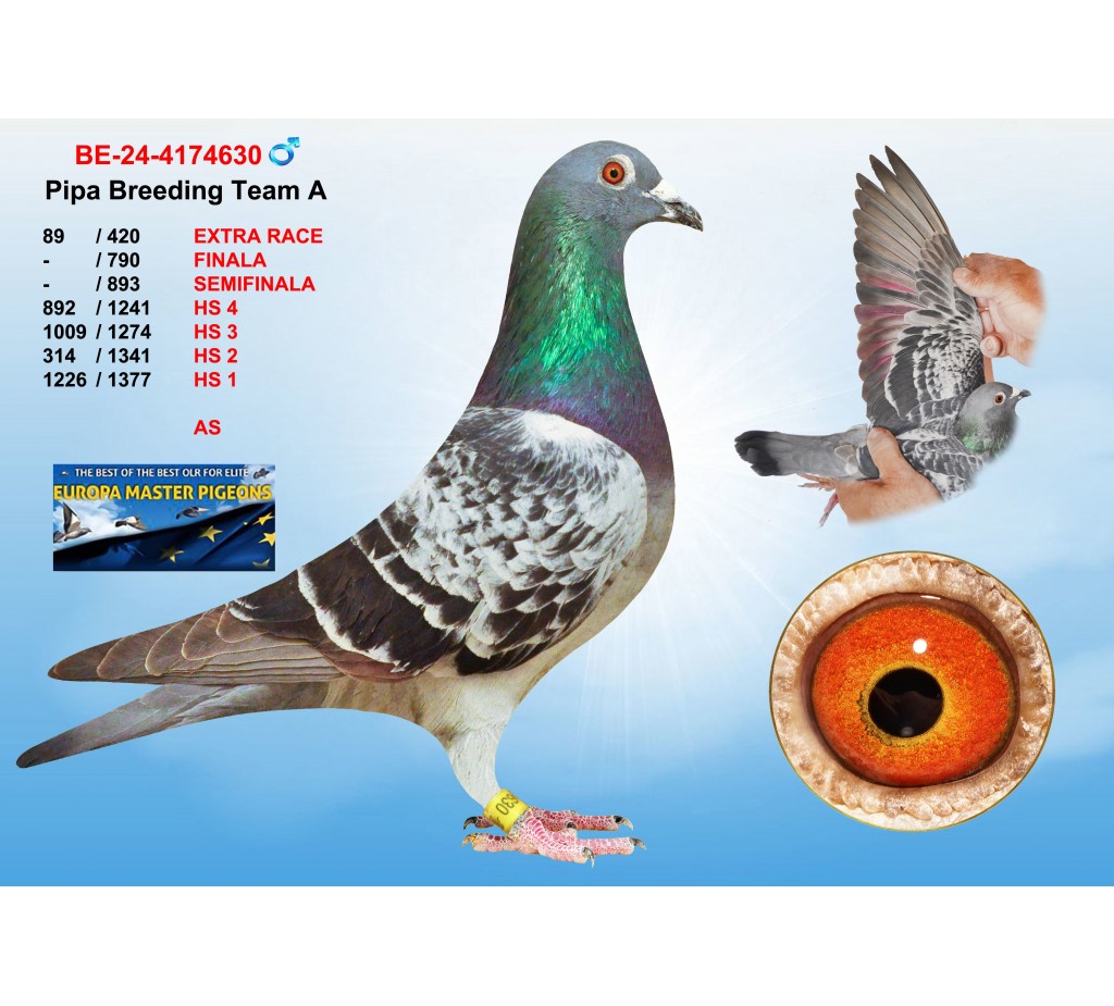 (♂️)  89th place - BE-24-4174630 - PIPA BREEDING