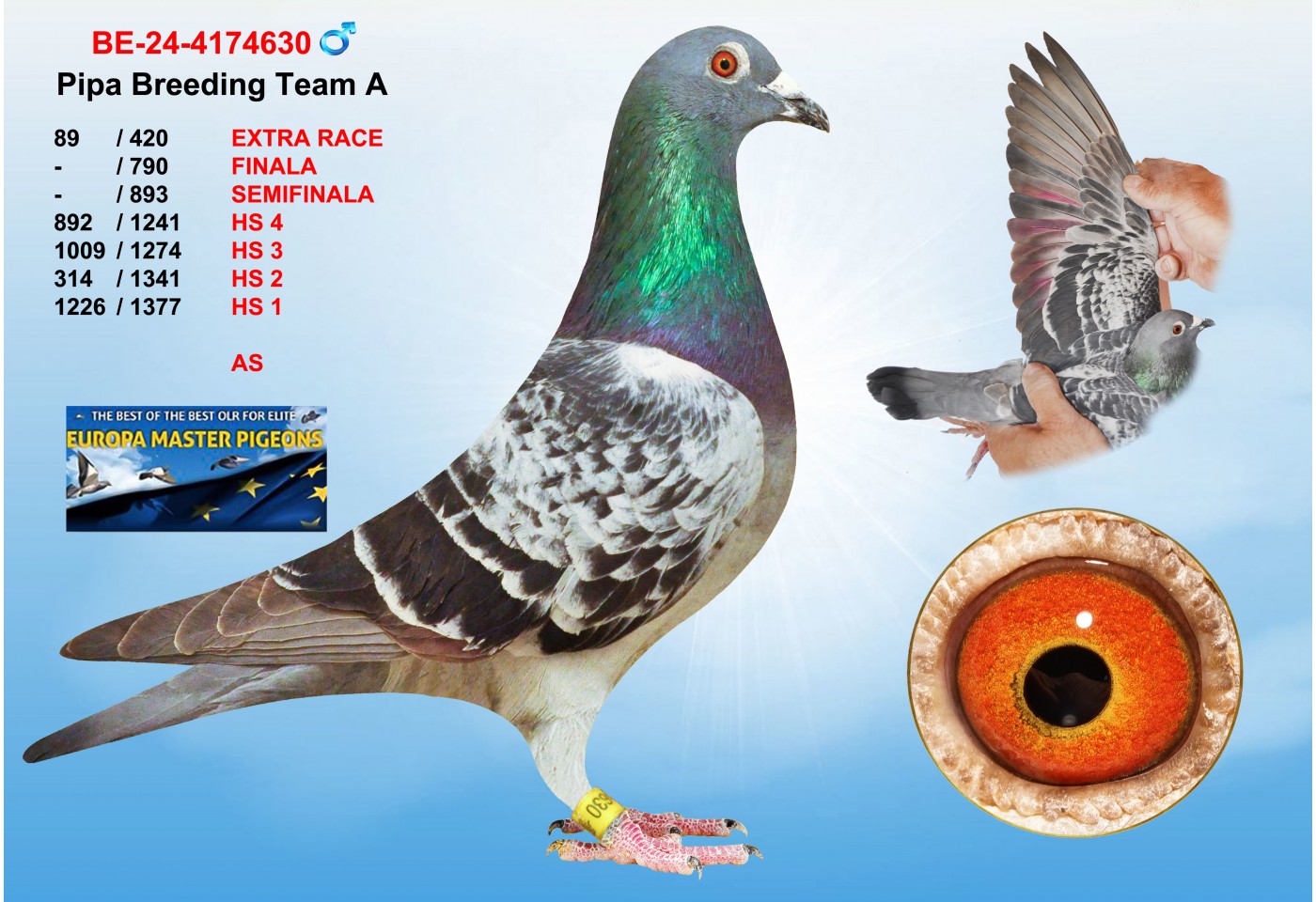 (♂️)  89th place - BE-24-4174630 - PIPA BREEDING