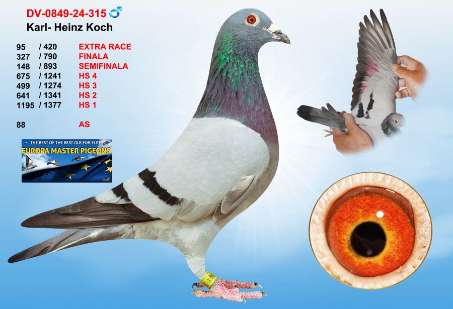 (♂️) 95th place - DV0849-24-315 - KARL -  HEINZ KOCH