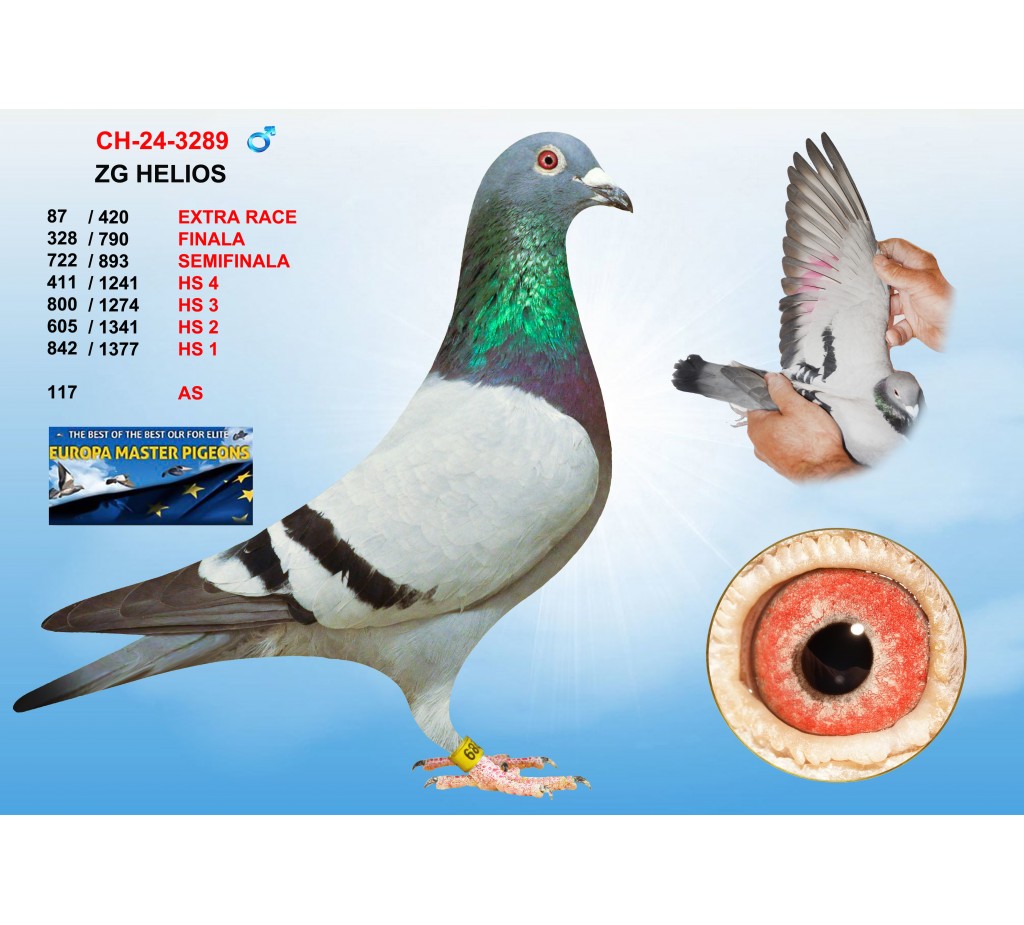 (♂️) 87th place - CH-24-3289 - ZG HELIOS