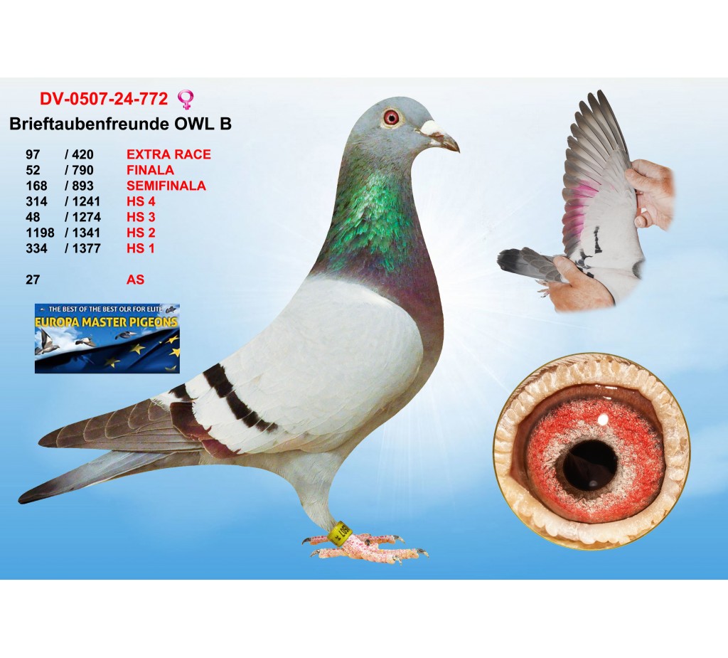 (♀️) 97th place - DV-0507-24-772 - BRIEFTAUBENFREUNDE OWL